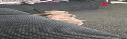 Shar Pei dogs for sale: 5 Shar peis - Advert 8