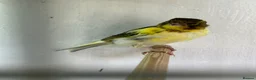 Canaries birds for sale: 3 young canaries for sale - Advert 2