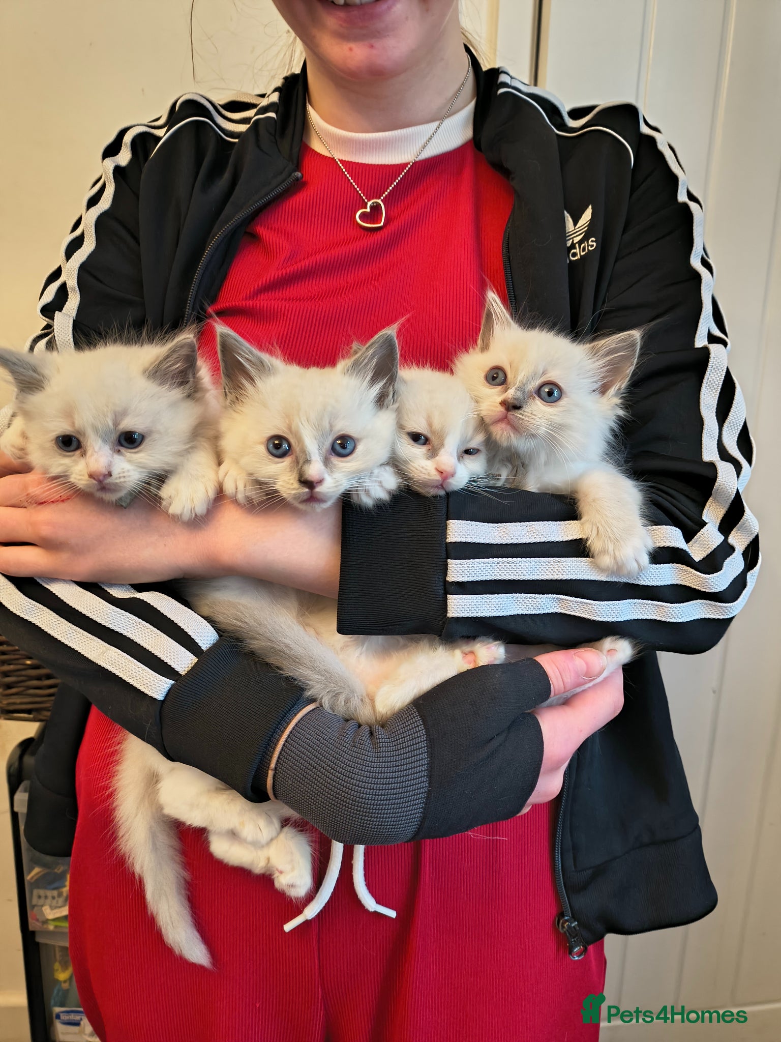 Ragdoll cats Blue mitted Ragdoll kittens - Advert 1