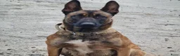 Belgian Shepherd Dog dogs for sale: 5 Belgian Shepherd Malinois Puppies - Advert 2