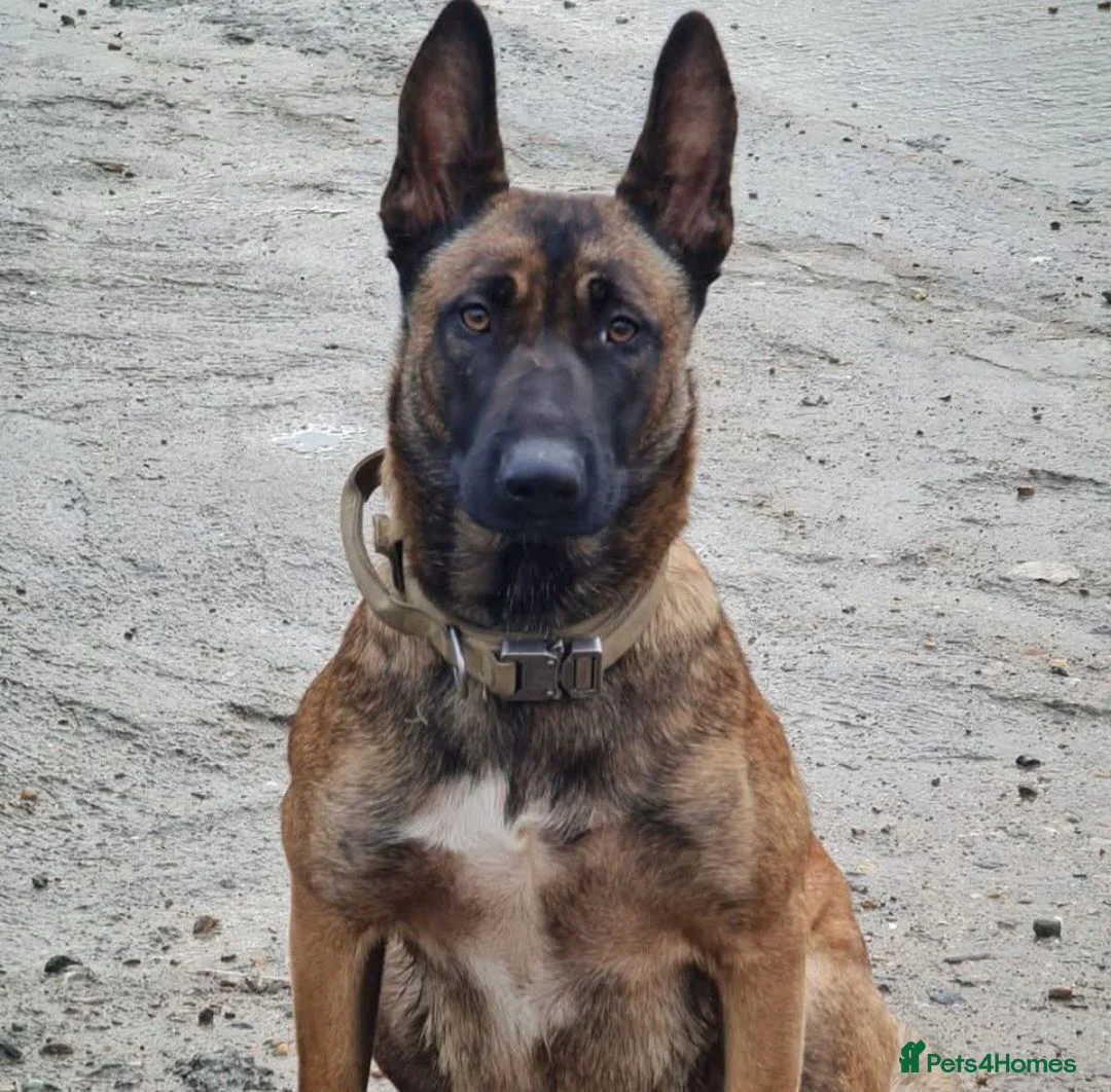 Belgian Shepherd Dog dogs for sale: 5 Belgian Shepherd Malinois Puppies - Advert 2
