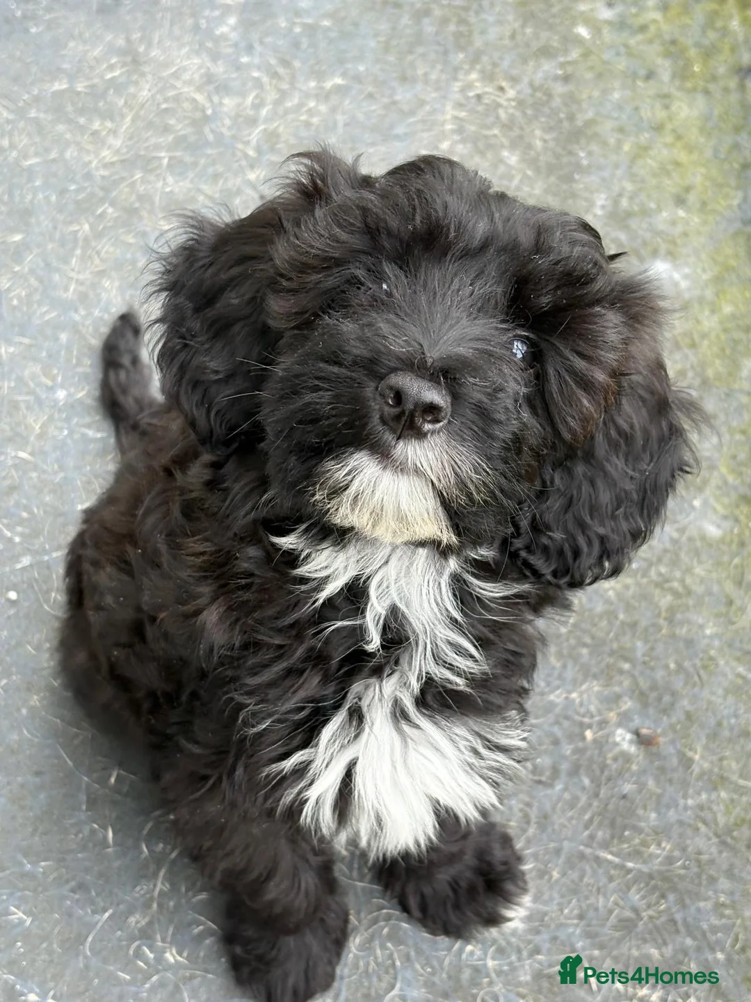 Cockapoo dogs for sale: Cockapoo f1 for sale - Advert 7