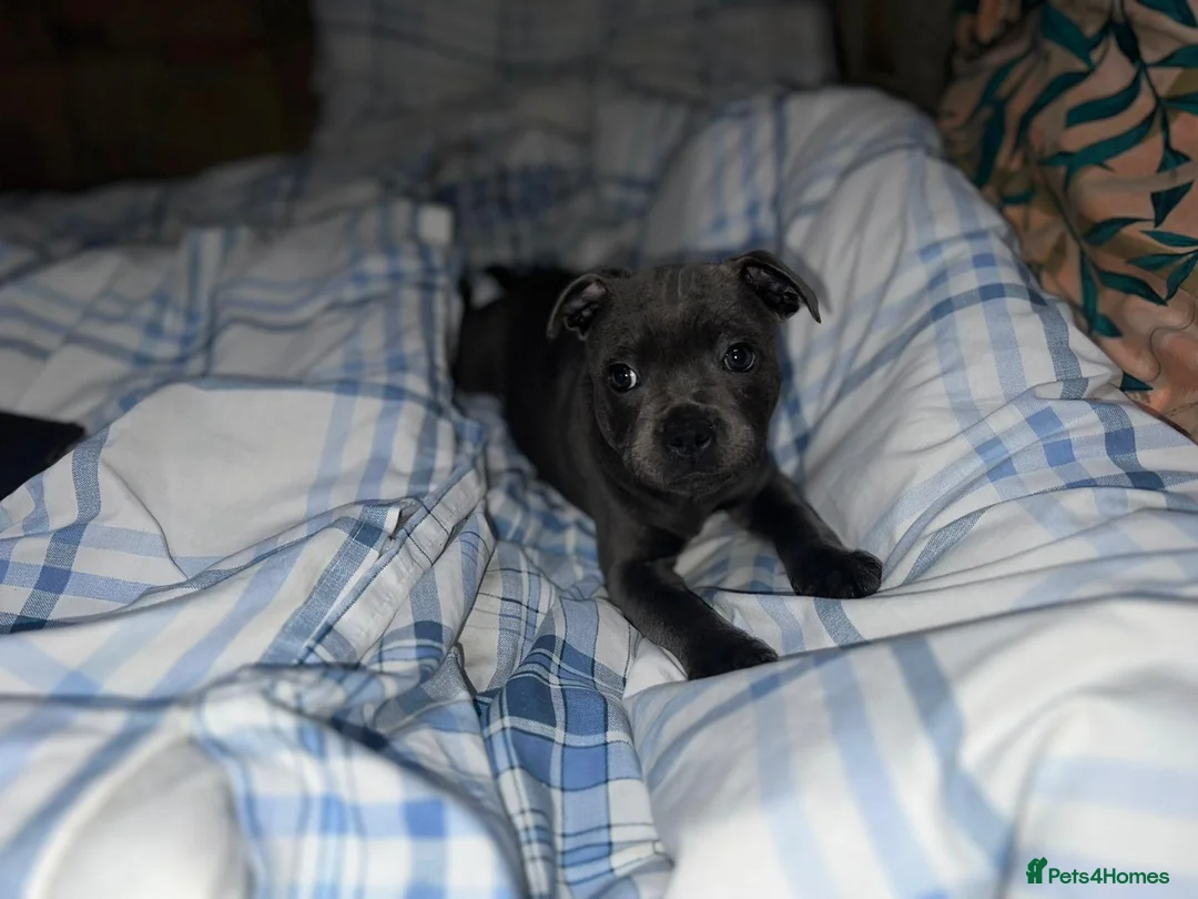 Staffordshire Bull Terrier dogs for stud: *THE UK'S TOP PRODUCING BLUE CHAMPION* in Faversham - Advert 14