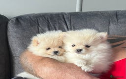 Pomeranian dogs for sale: Pomeranian  puppies  - Image 9