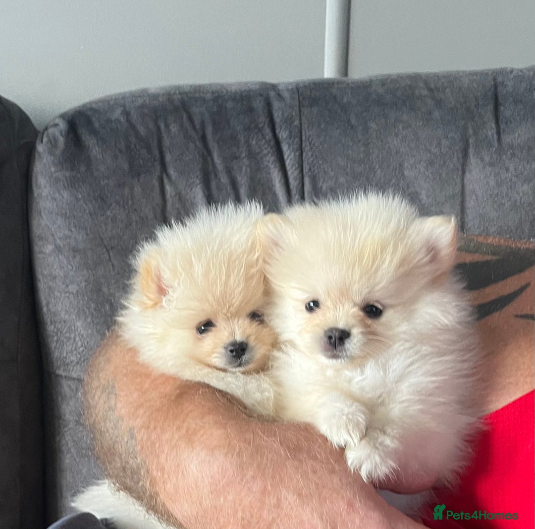 Pomeranian dogs for sale: Pomeranian  puppies  - Image 9