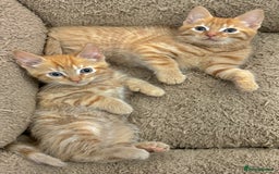 Mixed Breed cats for sale: GORGEOUS X SIBERIAN KITTENS  - Image 8