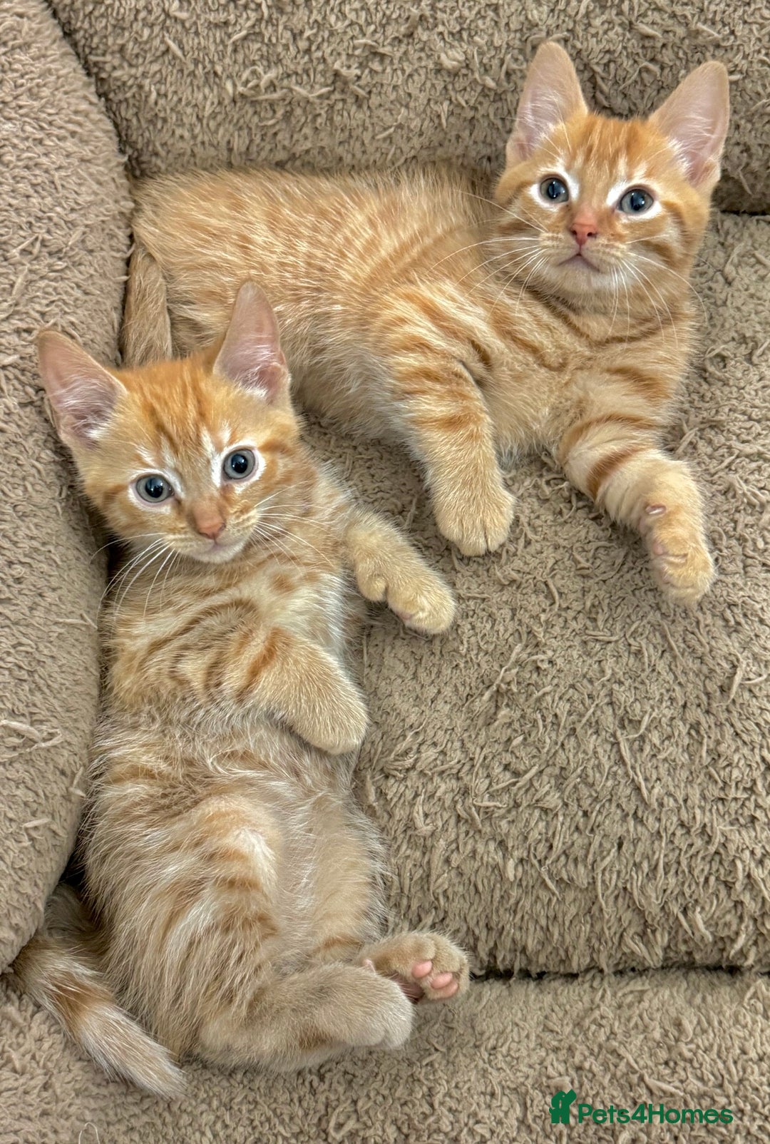Mixed Breed cats for sale: GORGEOUS X SIBERIAN KITTENS  - Image 8