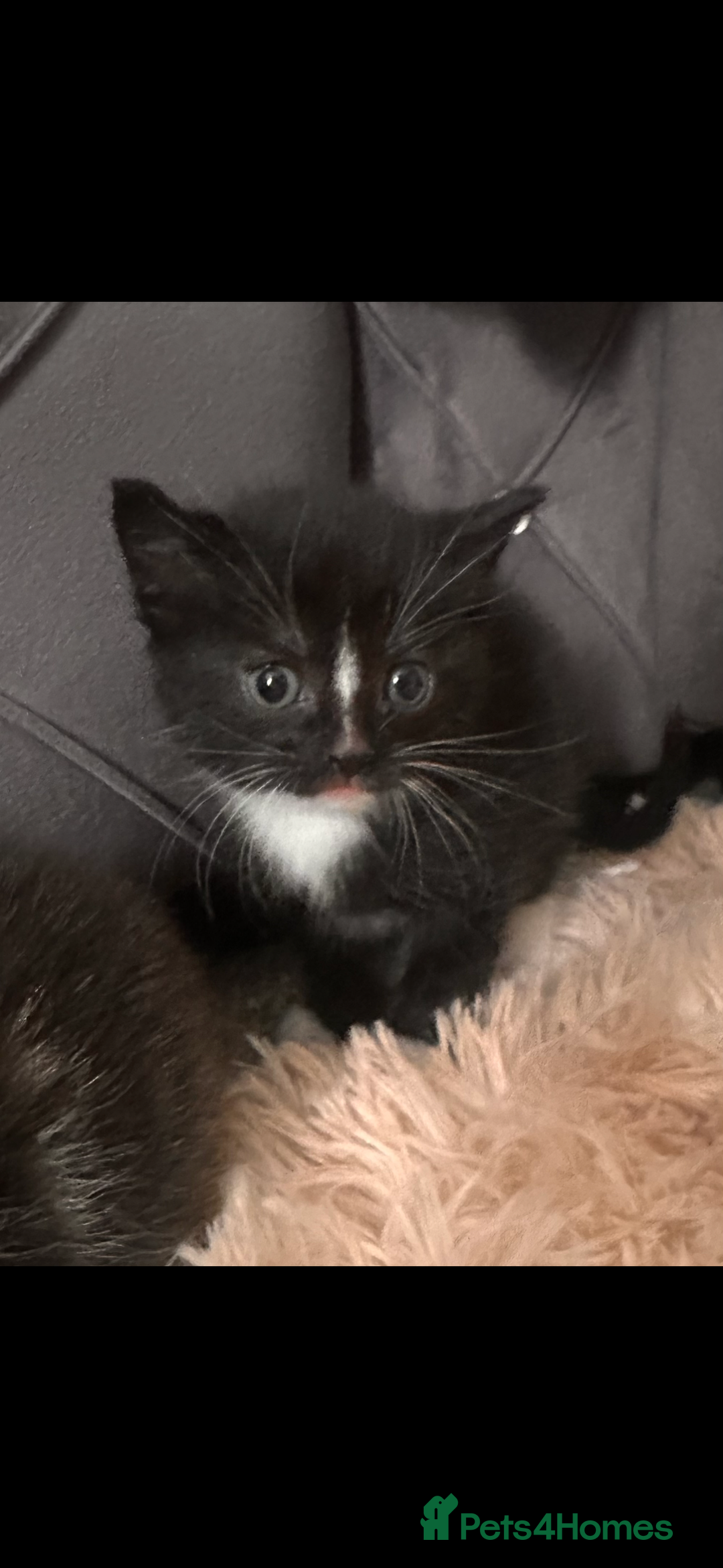 British Longhair cats for sale: Domestic long hair x Siamese kittens for sale  - Advert 4