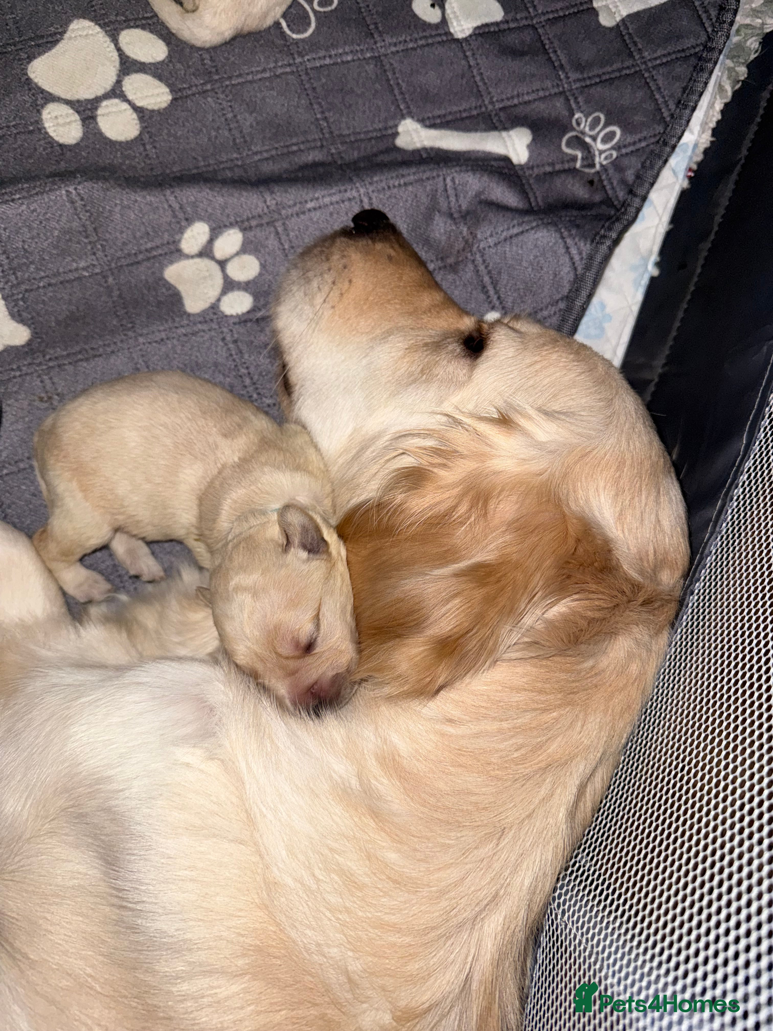 Goldador dogs 8 beautiful golden retriever x red lab puppies  - Advert 7