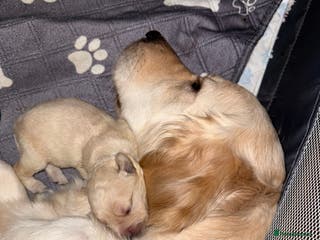 Goldador dogs 8 beautiful golden retriever x red lab puppies - Advert 1