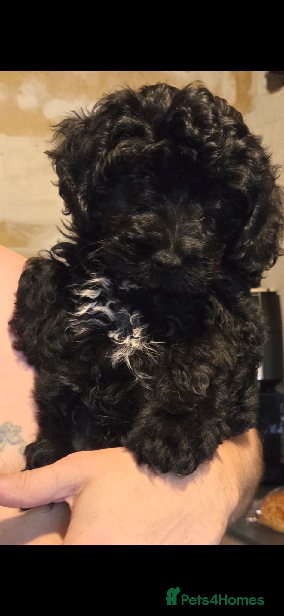 Mixed Breed dogs ONLY 1 boy LEFT. READY TO LEAVE  - Advert 9