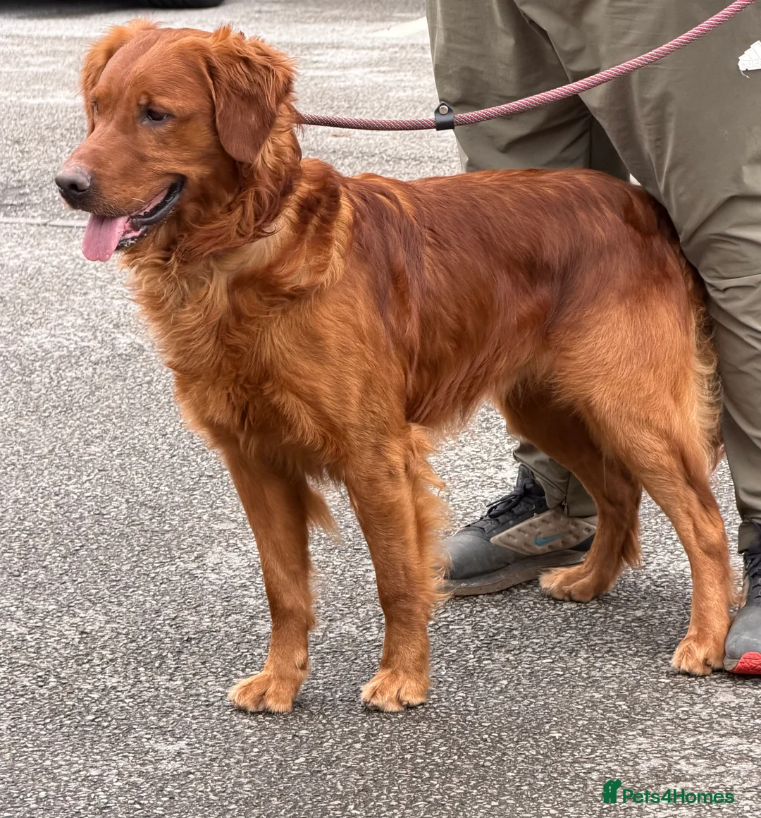 Golden Retriever dogs for stud: 💙 Tweed fully health tested golden retriever 💙 - Advert 1