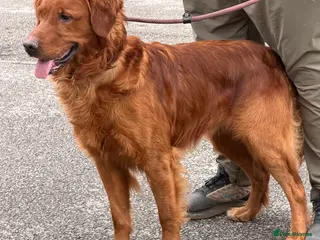 Golden Retriever dogs 💙 Tweed fully health tested golden retriever 💙 - Advert 19