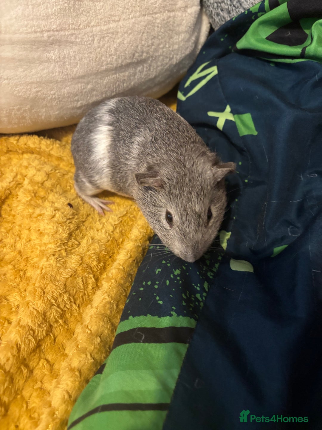 Guinea Pig rodents for sale: 2 male guinea pigs  - Image 5