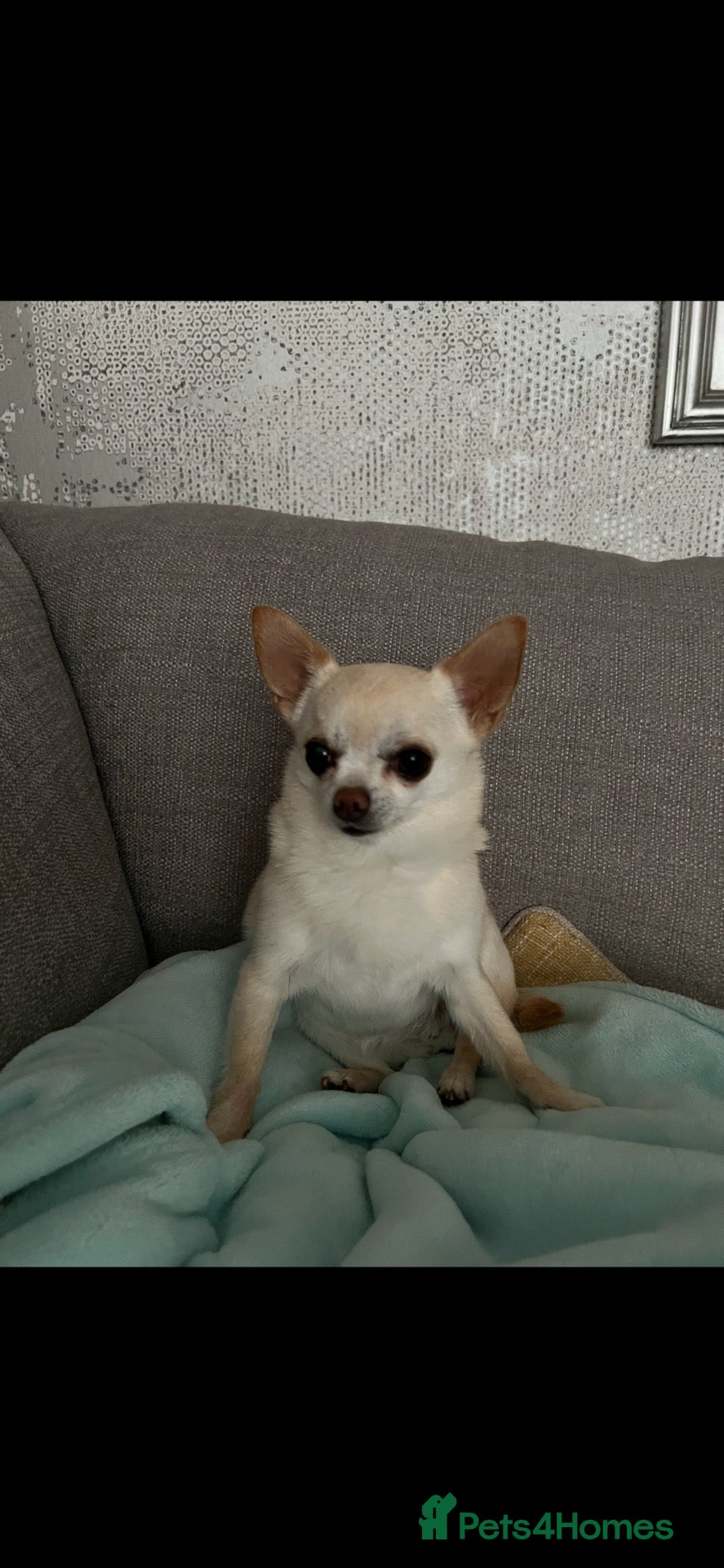 Chihuahua dogs Roo to rehome - Advert 3
