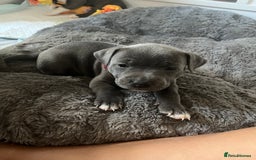 Staffordshire Bull Terrier dogs for sale: Full pedigree blue Staffordshire bull terriers - Image 8