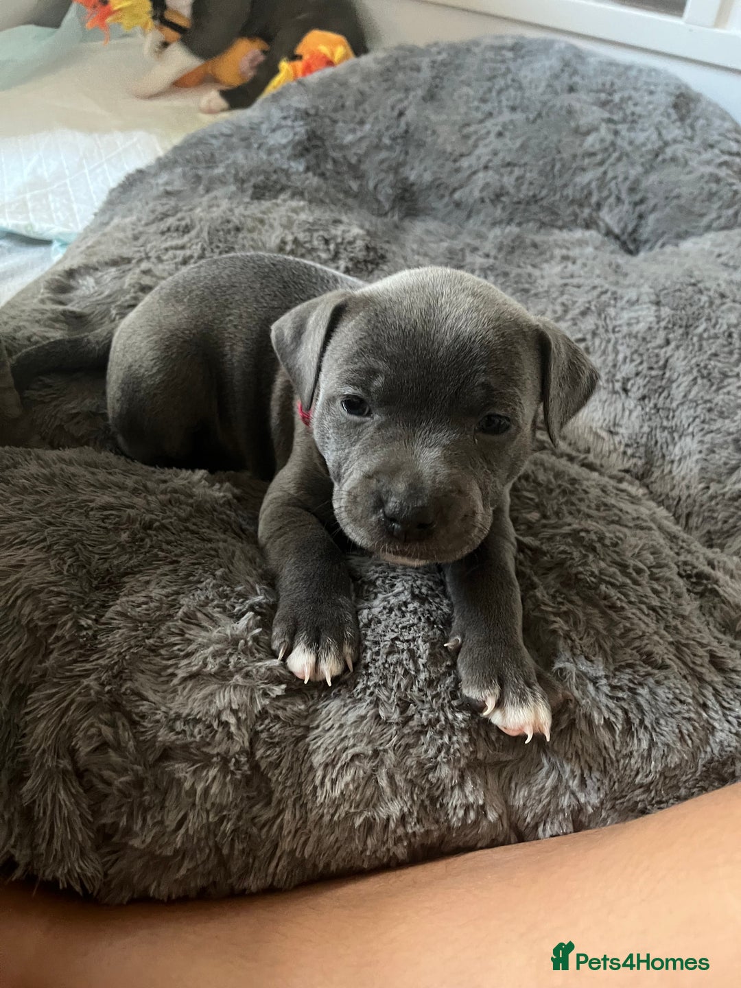 Staffordshire Bull Terrier dogs for sale: Full pedigree blue Staffordshire bull terriers - Image 8