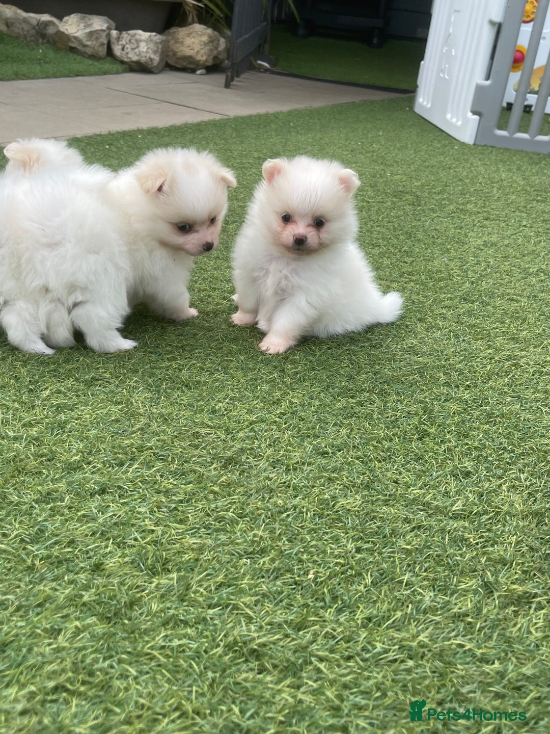 Pomeranian dogs for sale: Pomeranian puppies for sale  - Image 6