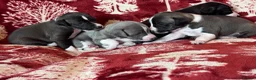 Mixed Breed dogs for sale: 3/4 Italian Greyhound puppies in Horsham - Advert 7