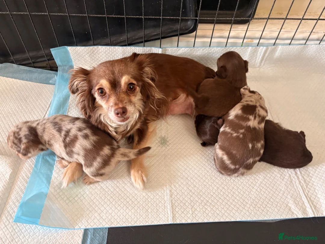 Chihuahua dogs for sale: Tiny chihuahua puppies  - Advert 2