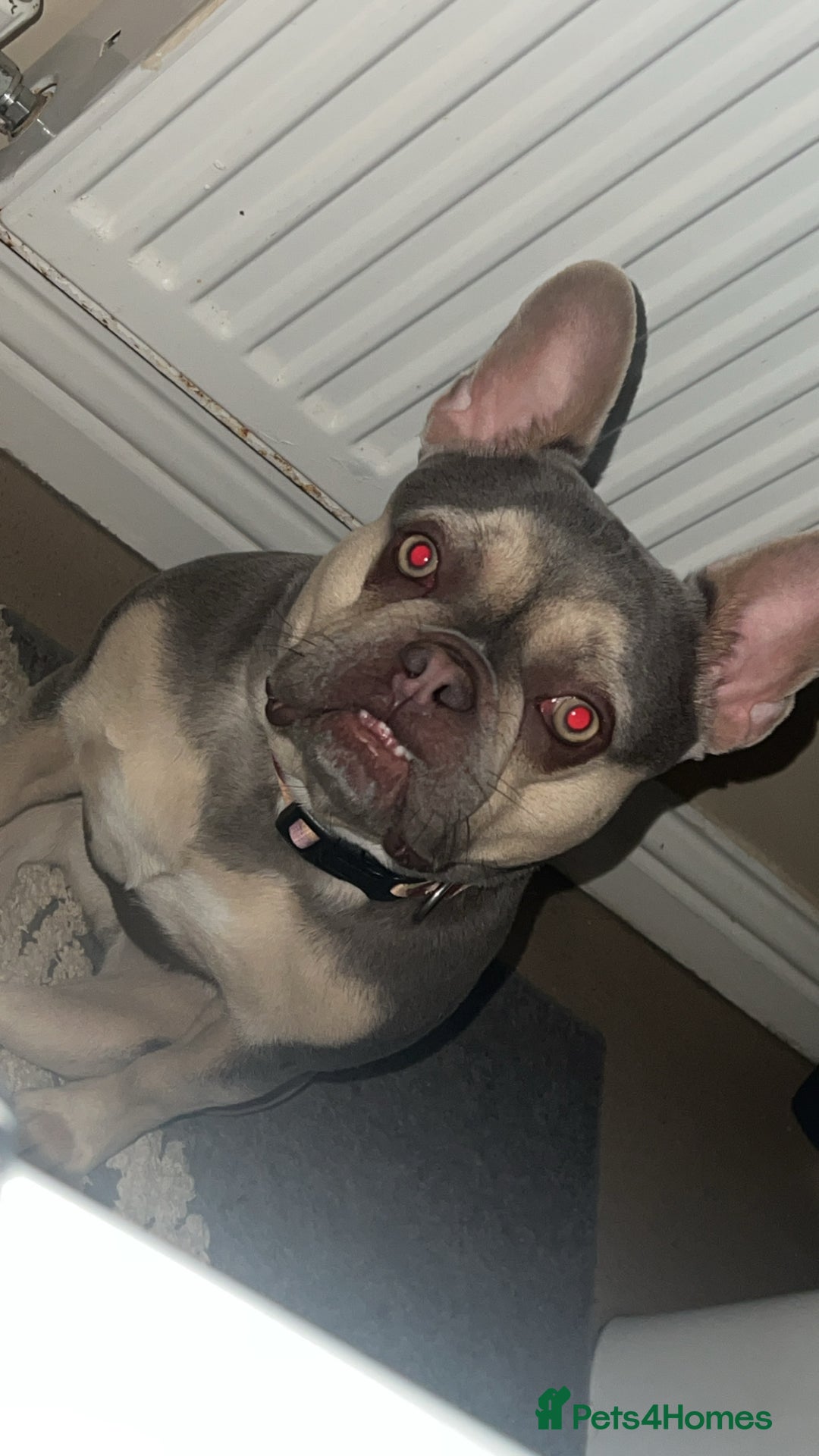 French Bulldog dogs for sale: Female French bull dog  - Advert 3