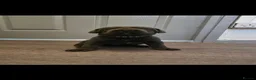 Cane Corso dogs for sale: S🐾❤️ STUNNING CANE CORSO PUPPIES–2BOYS & 2GIRLS  in Cwmbran - Advert 24