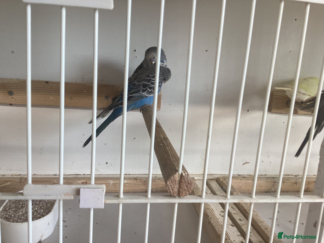 Budgerigars birds for sale: New baby budgies  - Advert 8