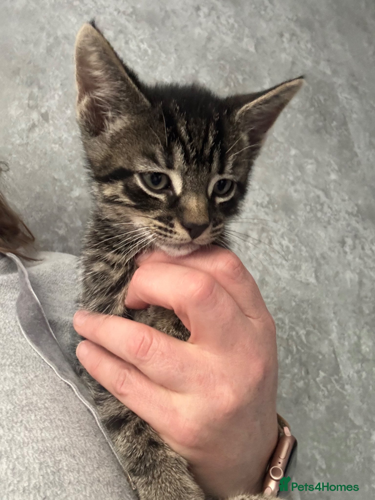 Mixed Breed cats 😍 Male tabby kitten - Advert 6