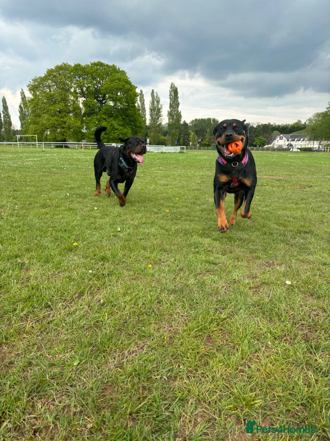 Rottweiler dogs for sale: Rottweiler Puppies - Advert 14