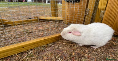 Guinea Pig rodents - Advert 10
