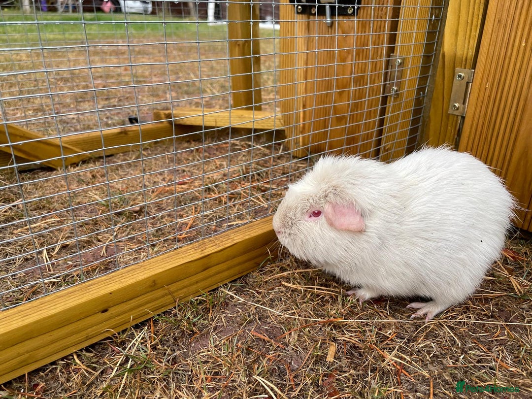 Guinea Pig rodents for sale: 3 Brothers  - Image 2