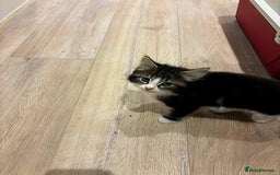 Siberian cats for sale: Adorable Siberian Forest Mix Kittens - Image 7
