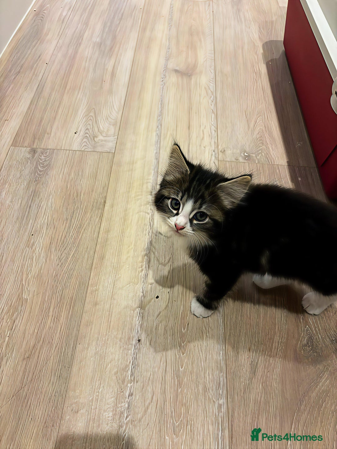 Siberian cats for sale: Adorable Siberian Forest Mix Kittens - Image 7