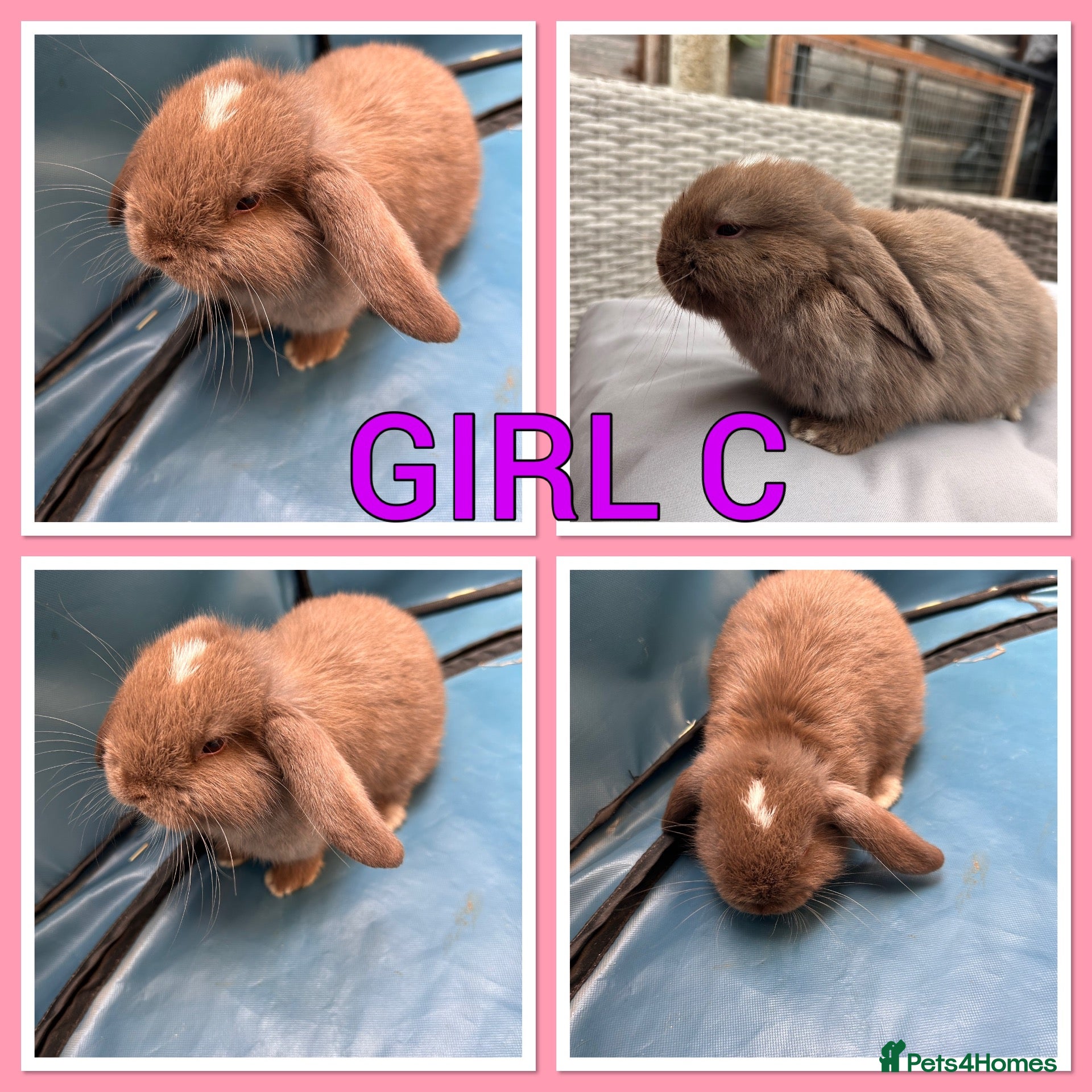 Mini Lop rabbits Mini lop babies  - Advert 2