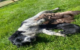 Sproodle dogs for sale: Stunning F1 sproodle  - Image 31