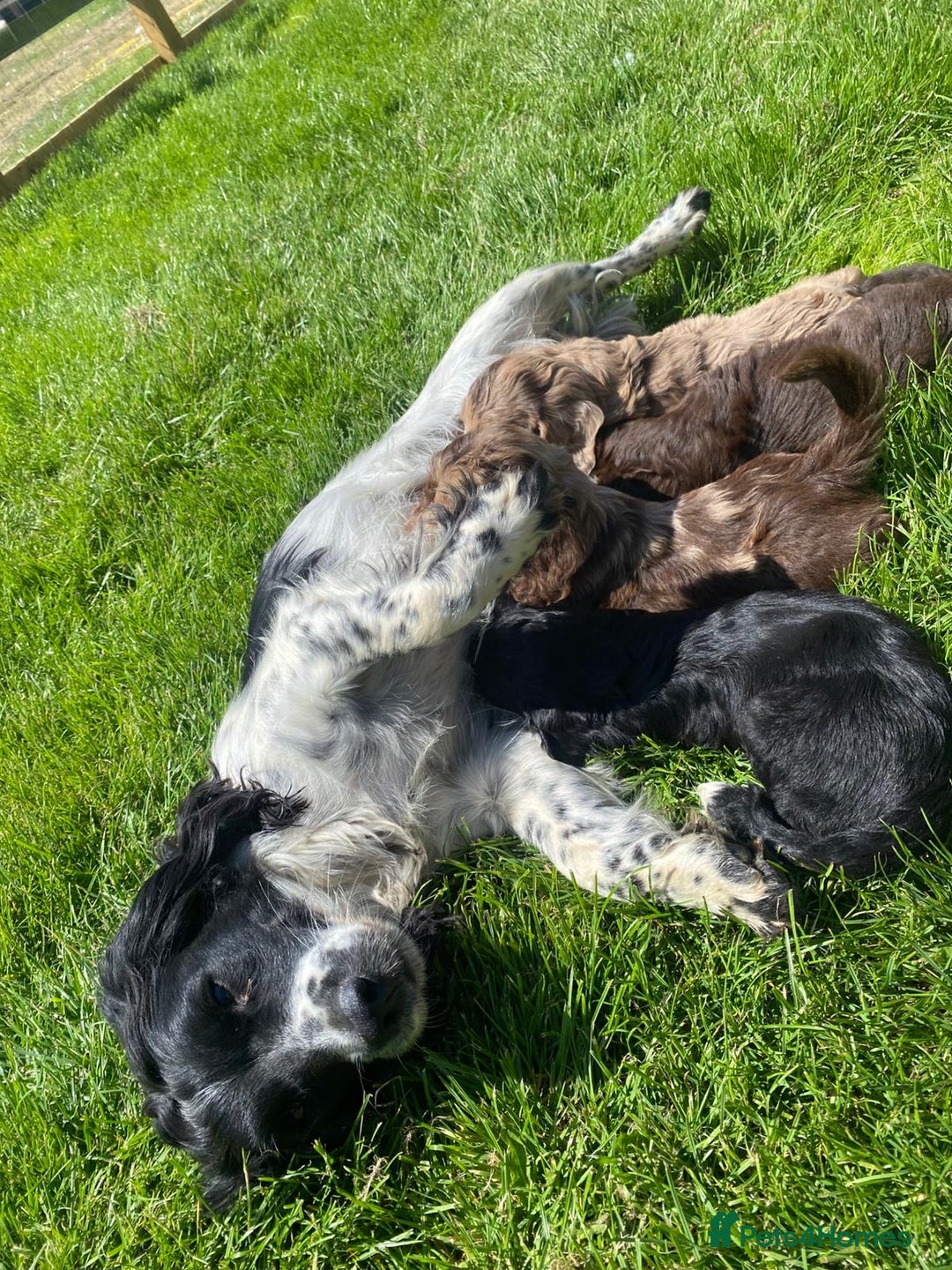Sproodle dogs for sale: Stunning F1 sproodle  - Image 31