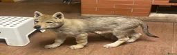 Saarloos Wolfdog dogs for sale: Czechoslovakian Wolfdog Puppies  - Advert 5