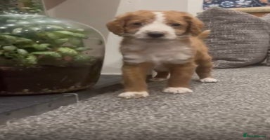 Labradoodle dogs Miniature Labradoodles  - Advert 6