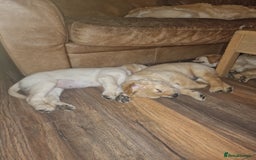 Golden Retriever dogs for sale: 🦮 two beautiful boys available  ❤️❤️ in Aberystwyth - Image 38