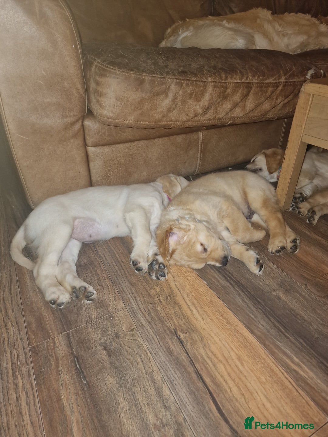 Golden Retriever dogs for sale: 🦮 two beautiful boys available  ❤️❤️ in Aberystwyth - Image 38