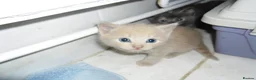 Mixed Breed cats for sale: 8 BEAUTIFUL KITTENS FOR SALE TO LOVING HOMES - Advert 3