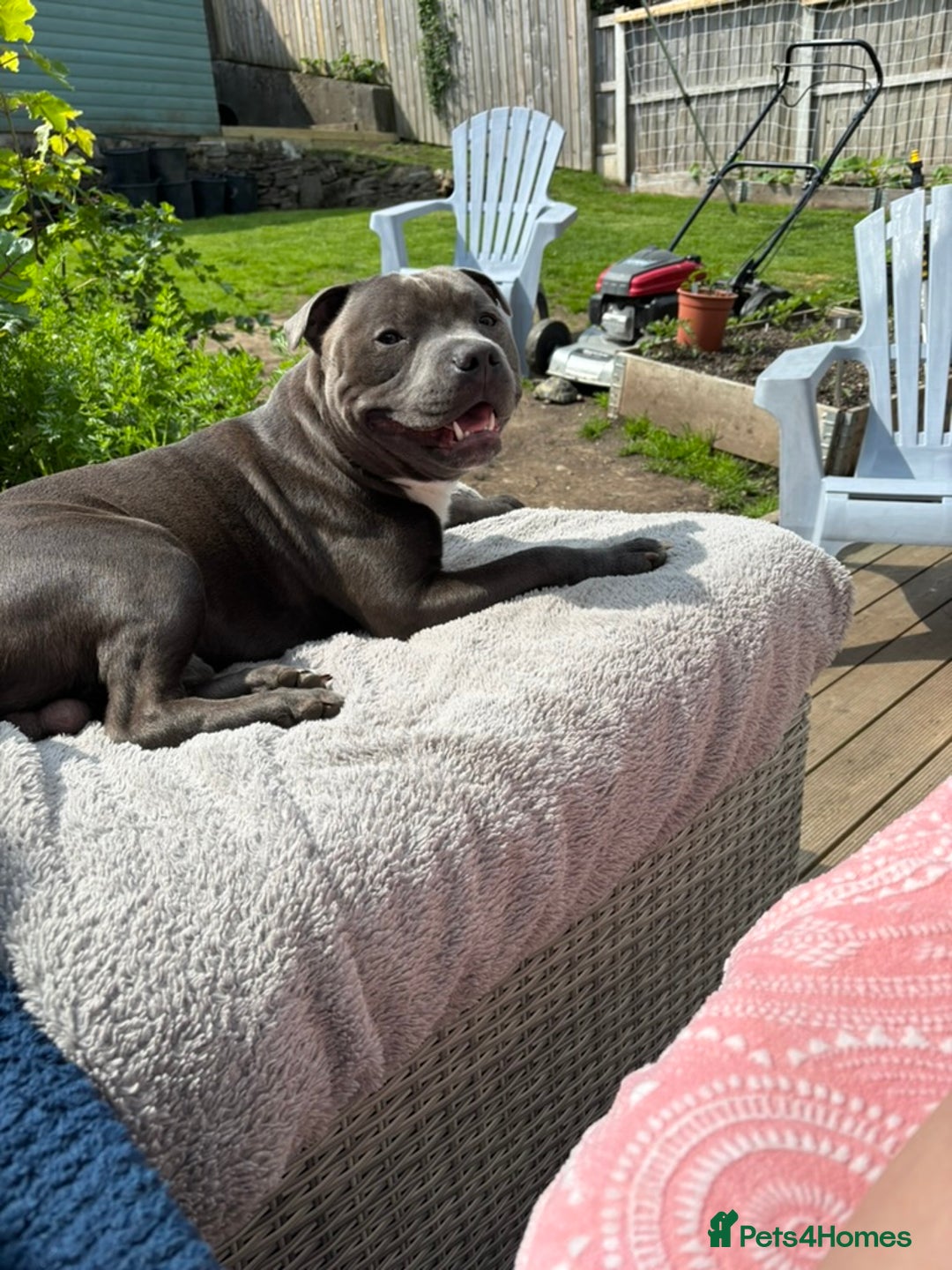 Staffordshire Bull Terrier dogs for sale: Beautiful Staffordshire Bull Terrier Puppies - Image 17