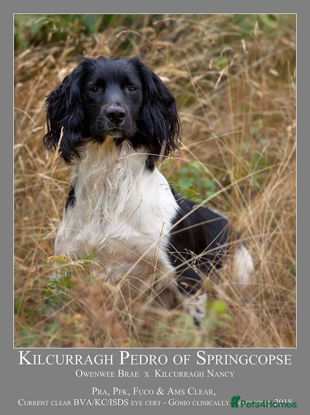 English Springer Spaniel dogs for sale: Heavily marked traditional working ESS - Image 6