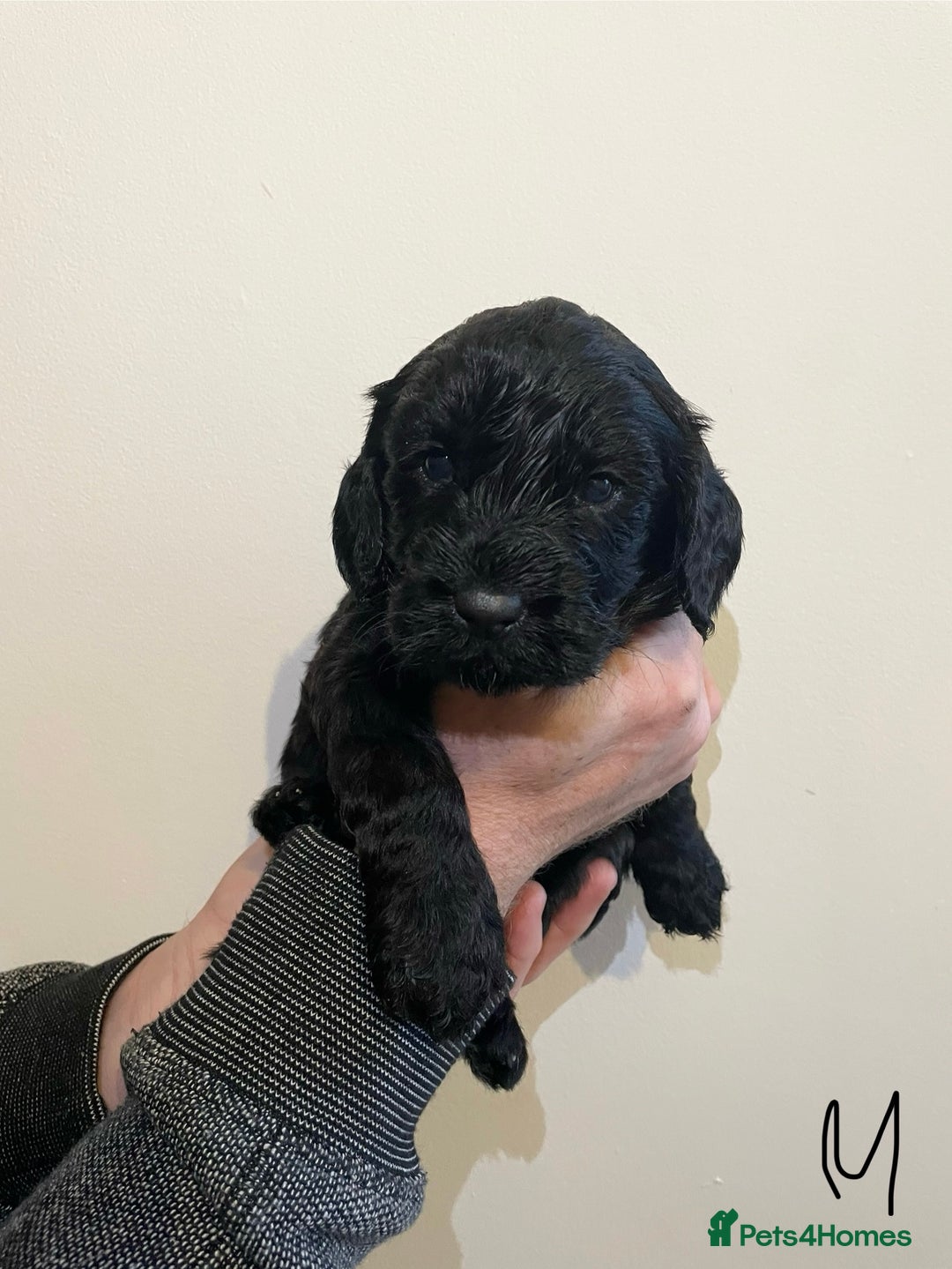 Cockapoo dogs for sale: Beautiful F1 Cockapoos - Advert 10