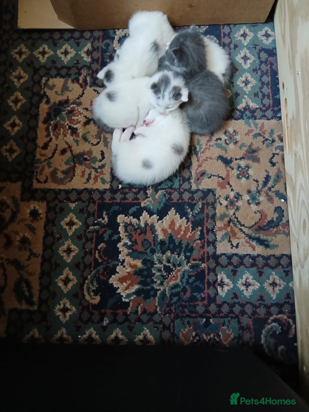 Mixed Breed cats for sale: 5 Adorable Kittens - Advert 4