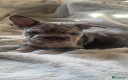 French Bulldog dogs for sale: French bulldogs boys and girls  - Image 2