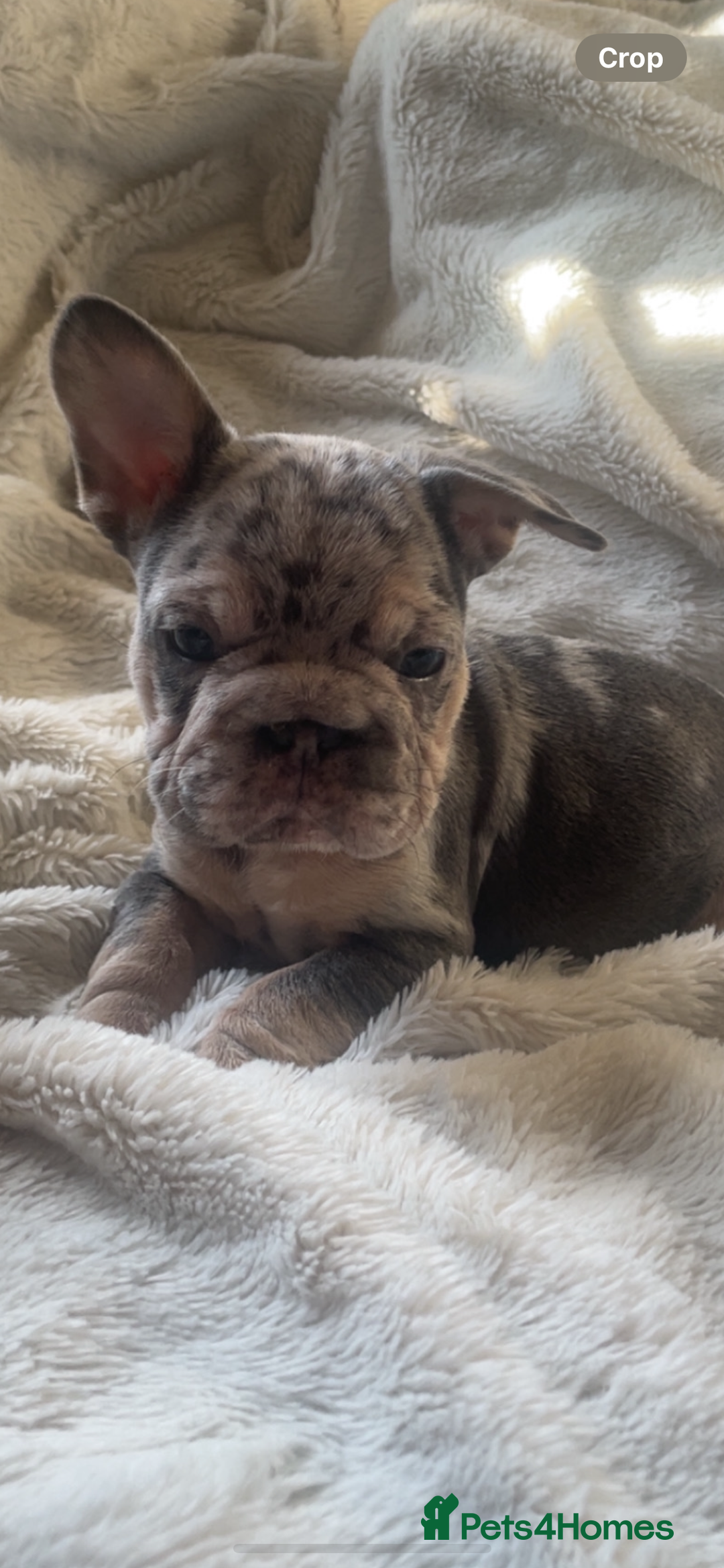French Bulldog dogs for sale: French bulldogs boys and girls  - Image 2