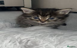 Savannah cats for sale: F7 Savannah cats  - Image 6