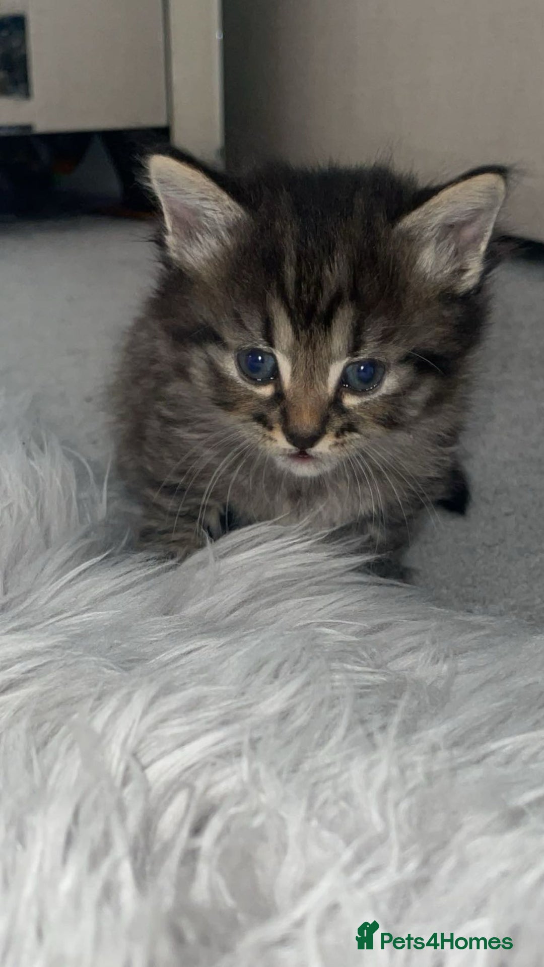 Savannah cats for sale: F7 Savannah cats  - Image 6