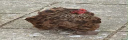 Chickens poultry for sale: Bantam Pekingese Hens - Advert 5